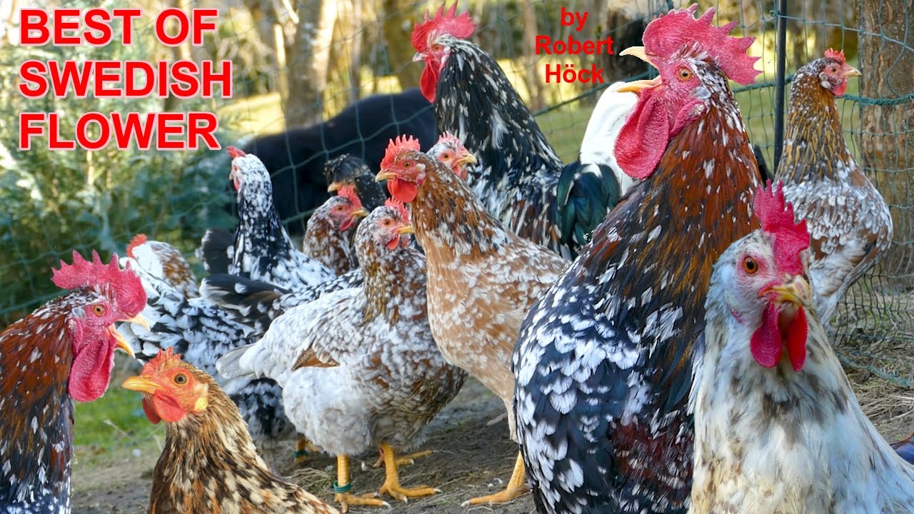 Hähne vom schwedischen Blumenhuhn mit Krähruf zum Testhören - Skånsk blommehöna, Swedish Flower hens