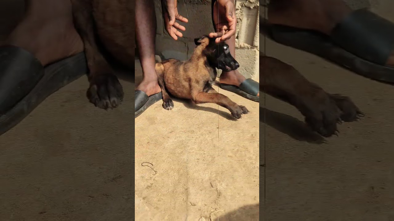 berger belge malinois : 693536608 