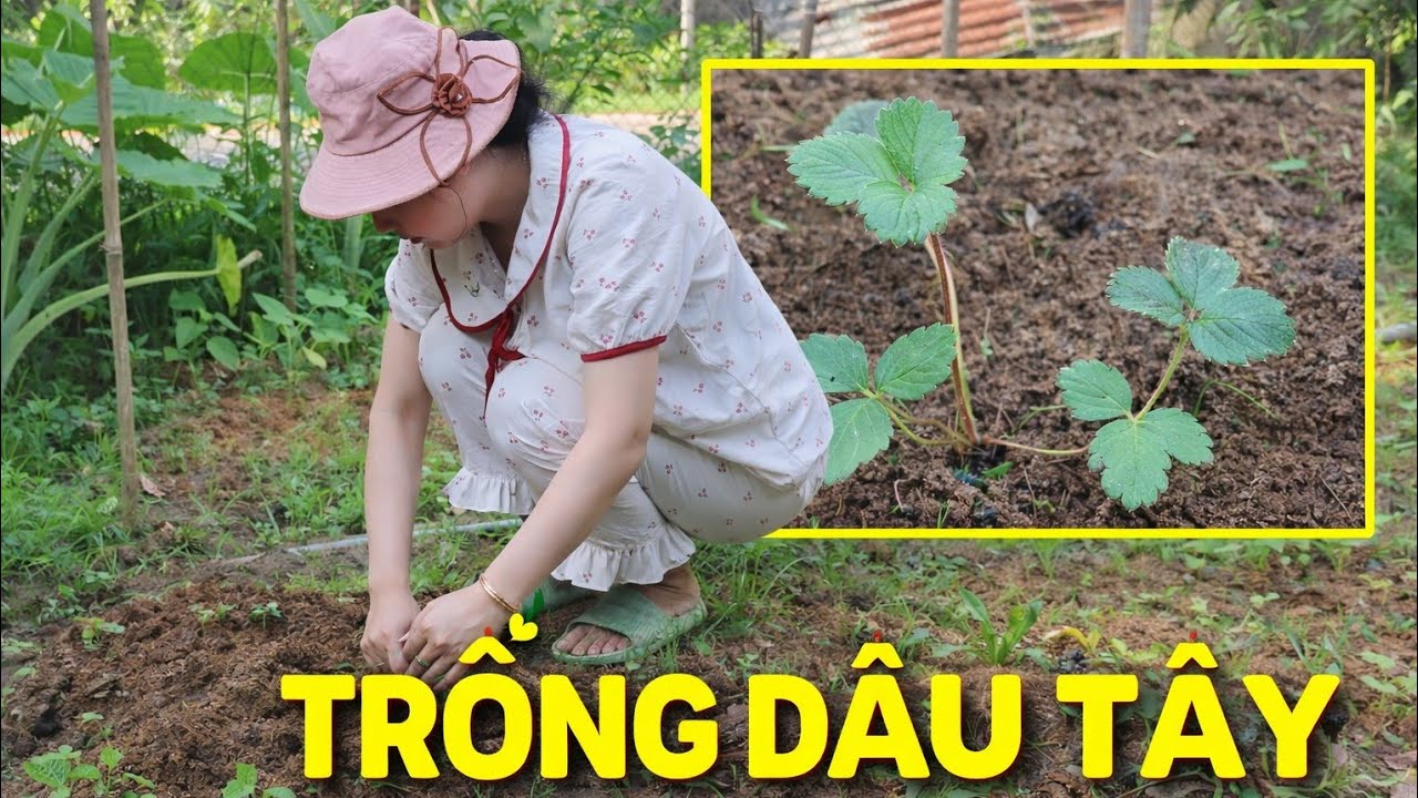 Bắt Đầu Trồng Dâu Tây Trong Vườn Nhà – Liệu Có Ra Trái?
