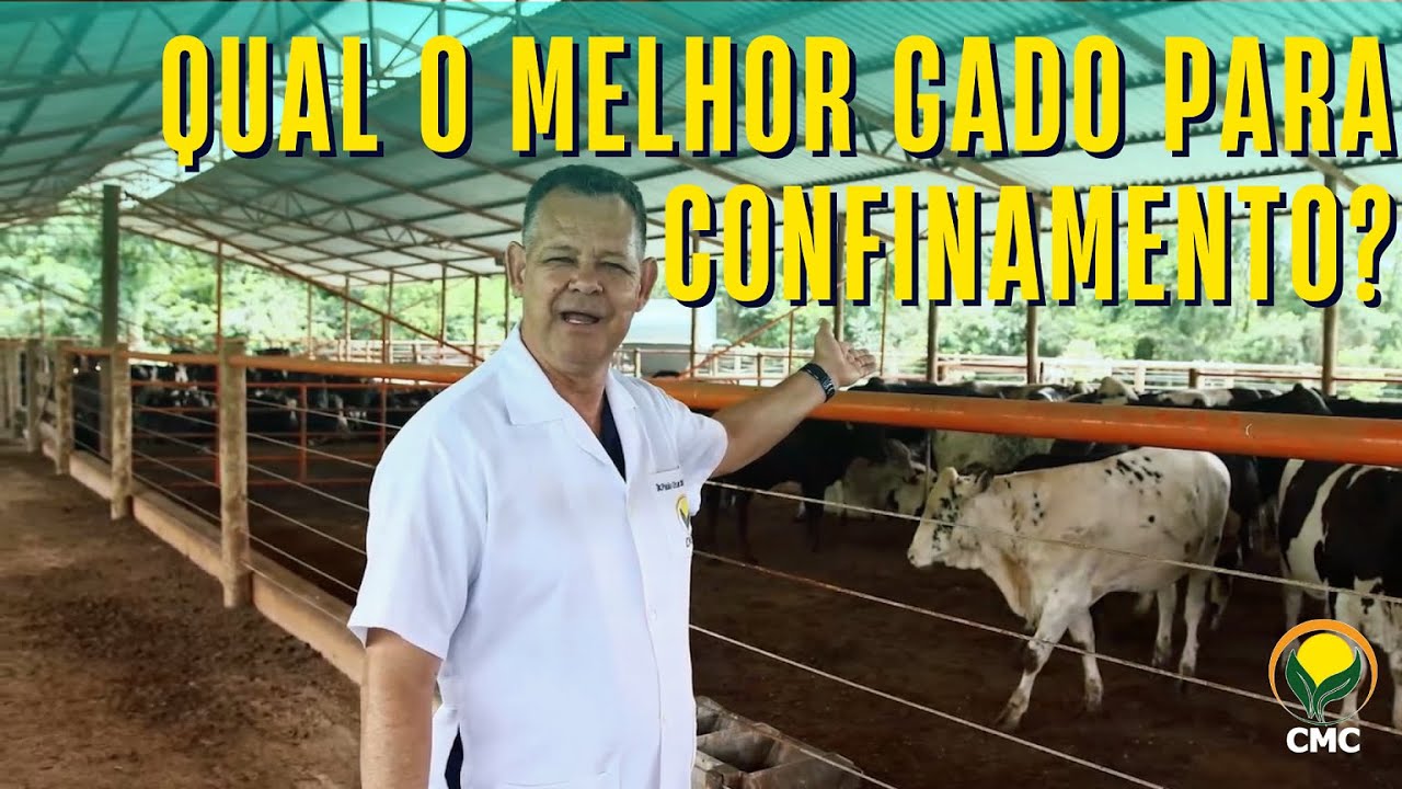 Qual o melhor gado para confinamento? VOC&Ecirc; pergunta e o CMC responde