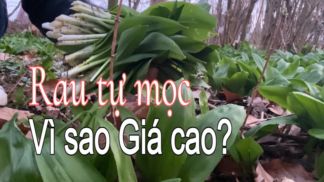 Vì sao rau tự mọc như cỏ nhưng giá lại rất cao? Người Việt ở Đức mê rau rừng | Cuộc sống ở Đức