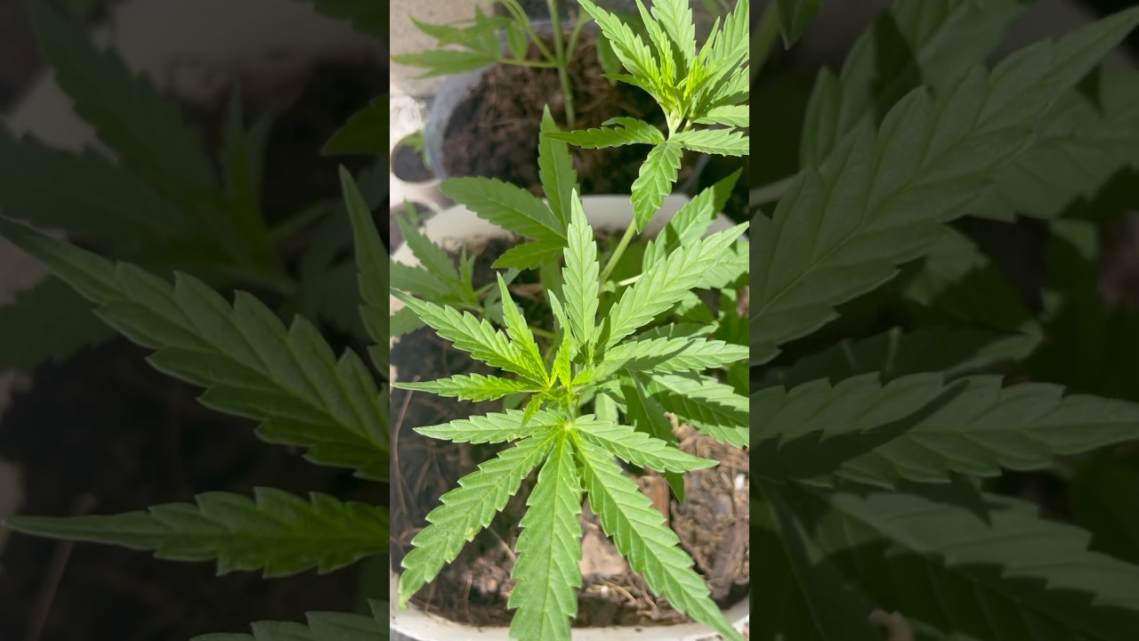 How to grow Cannabis Plants in extremely Hot conditions&hellip;