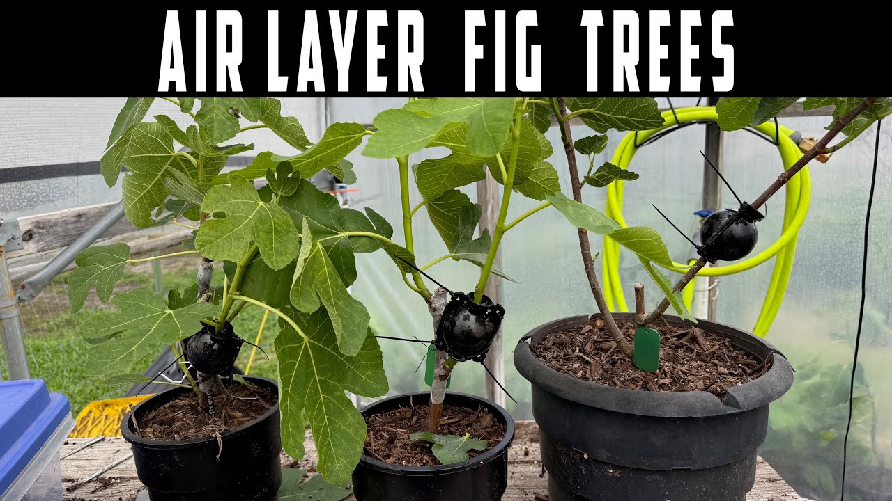 Air Layer Fig Trees