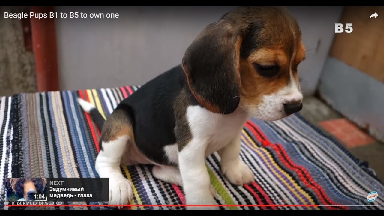Beagle Pups Showcase B1 to B5 for Sale near SM Bacoor