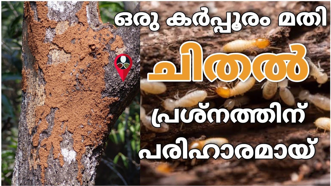 ചിതൽ എന്ന വലിയ ഒരു പ്രശ്നം ഇത് മൂലം പരിഹരിക്കാം | chithal pokan malayalam | chithaline thurathan