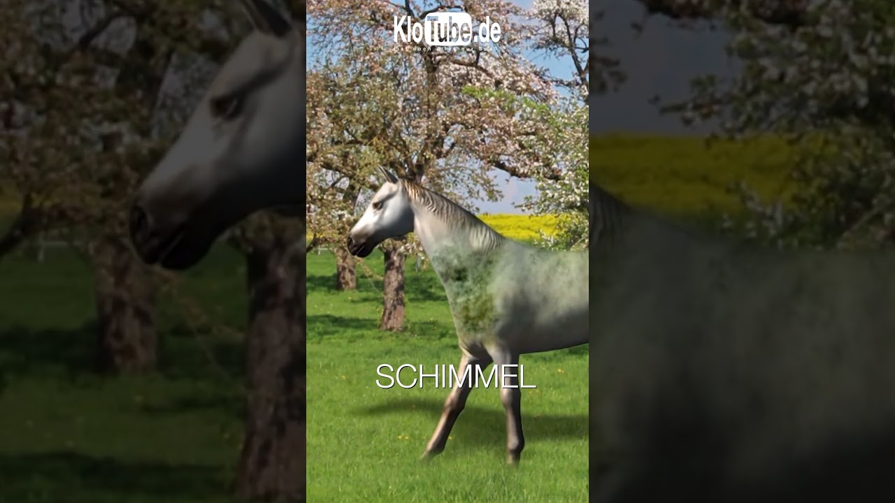 Pferde, Schimmel, Rappen #pferde #pferd #schimmel #rappen