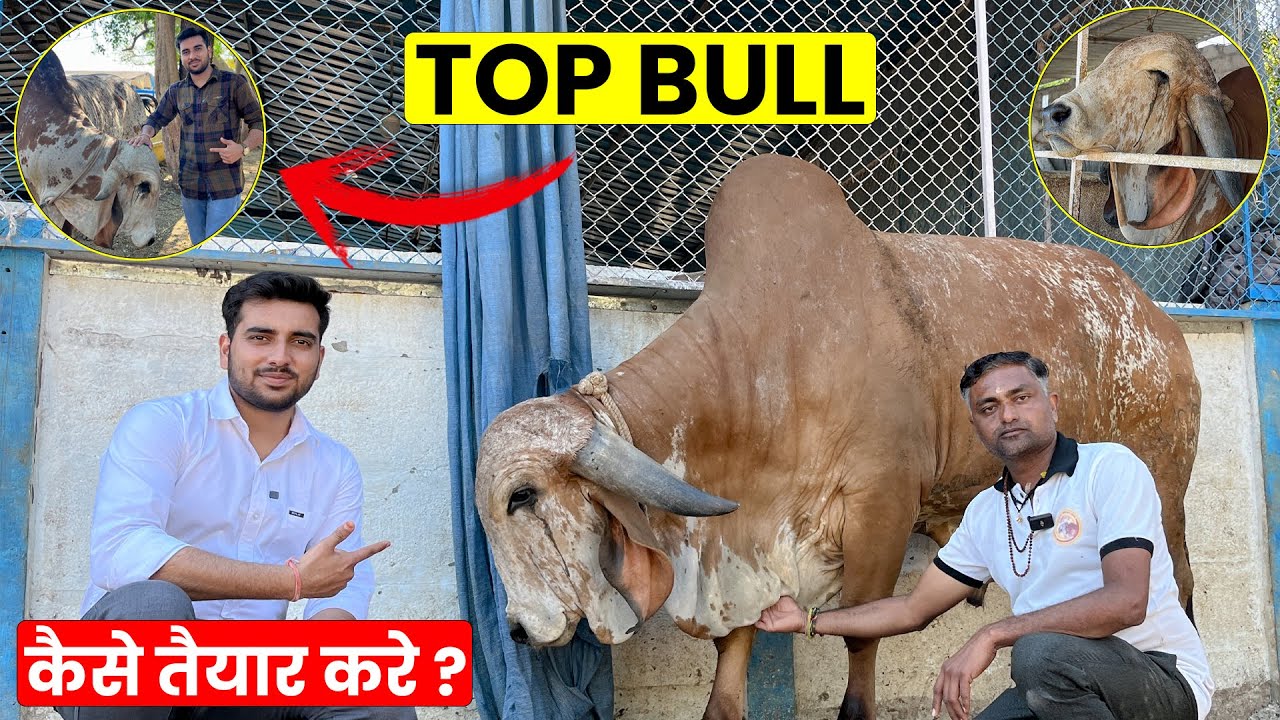 Ansuya gir gaushala ke top gir bull- कैसे तैयार करें