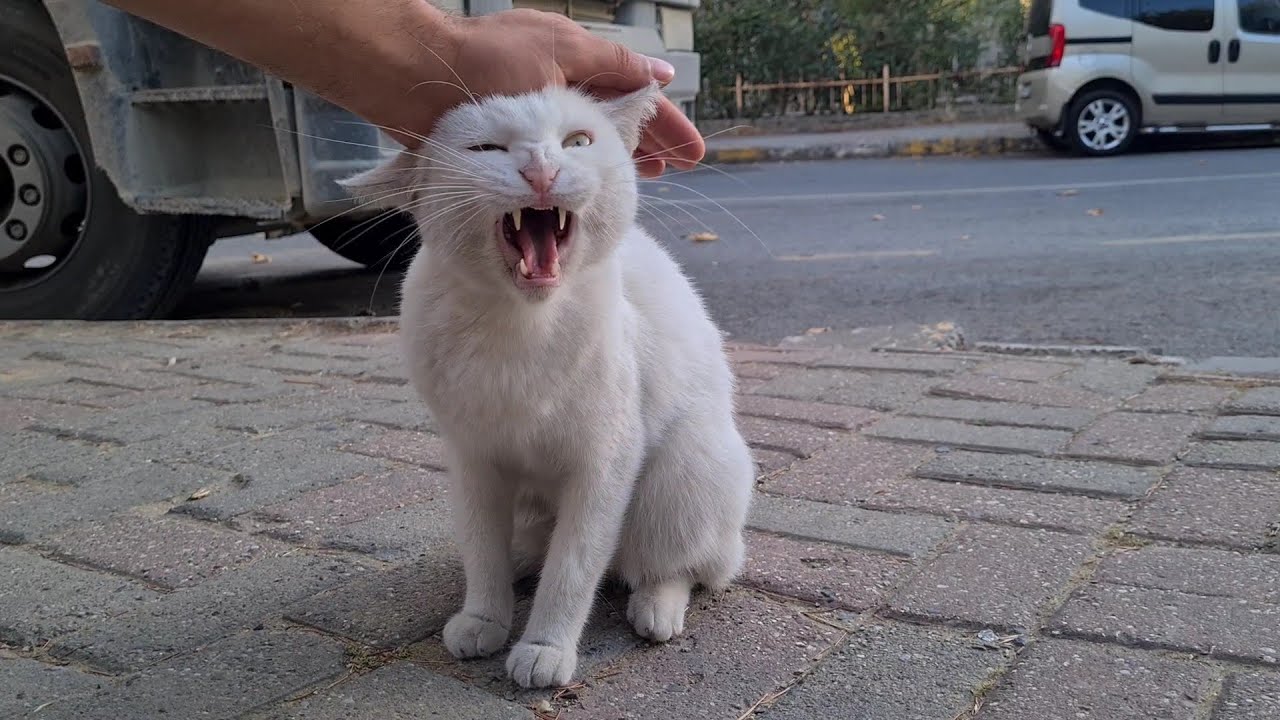 I thought we were friends with the angry white cat but after she ate her food she Attacked me.