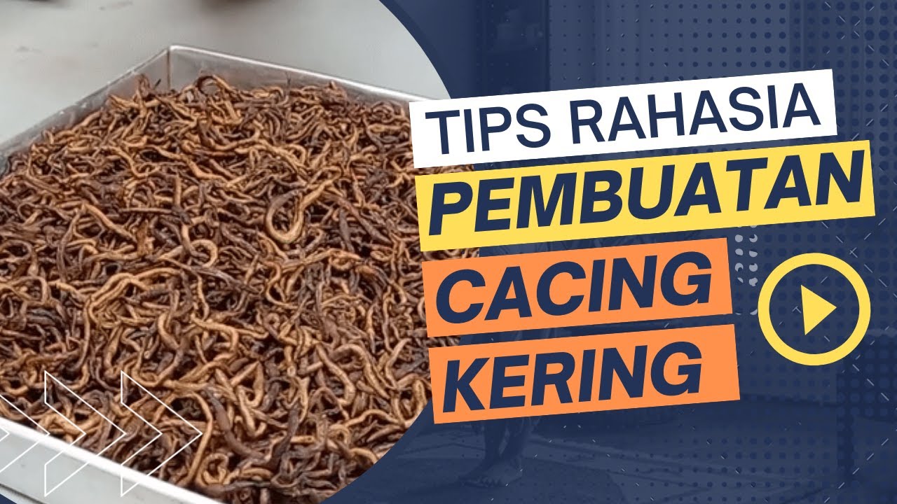 RAHASIA MEMBUAT CACING KERING SKALA RUMAHAN, UDAH GAK PERLU BELI OBAT HERBAL LAGI