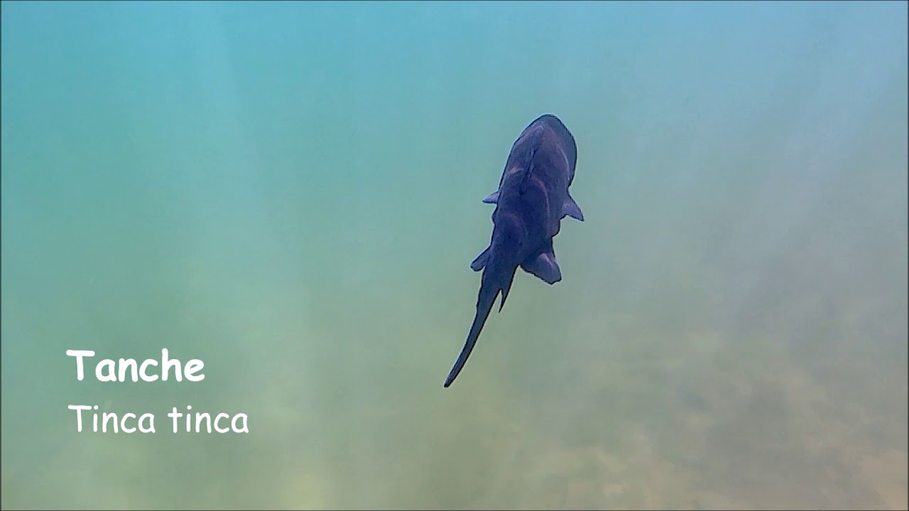 A la découverte de la vie  subaquatique au Lac du Bouchet- Haute Loire