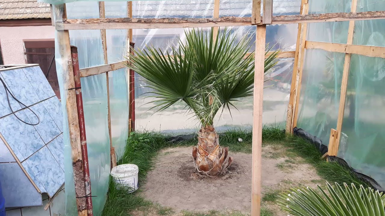 Washingtonia Filifera 28-09-2021