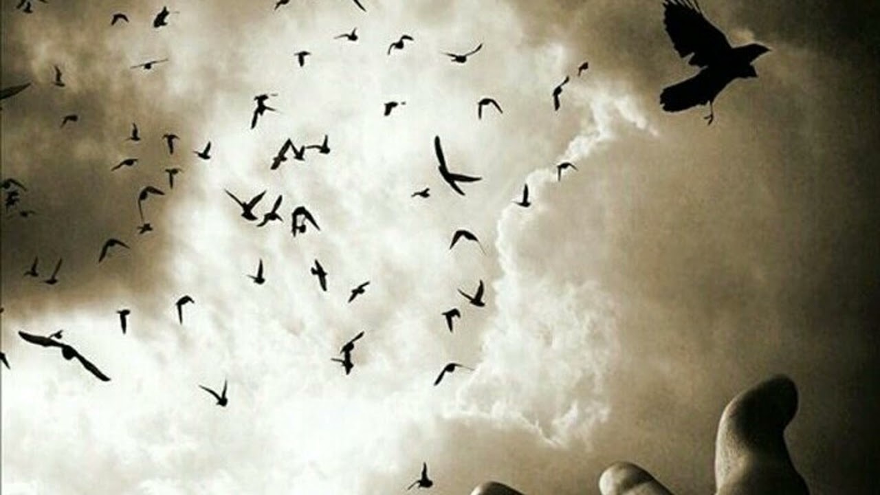 BİR KUŞ OLSAM -  Gezgin Düşler MÜZİK 🎵   #müzik #beste​ #şiir #türkü -  07.02.2026   #87