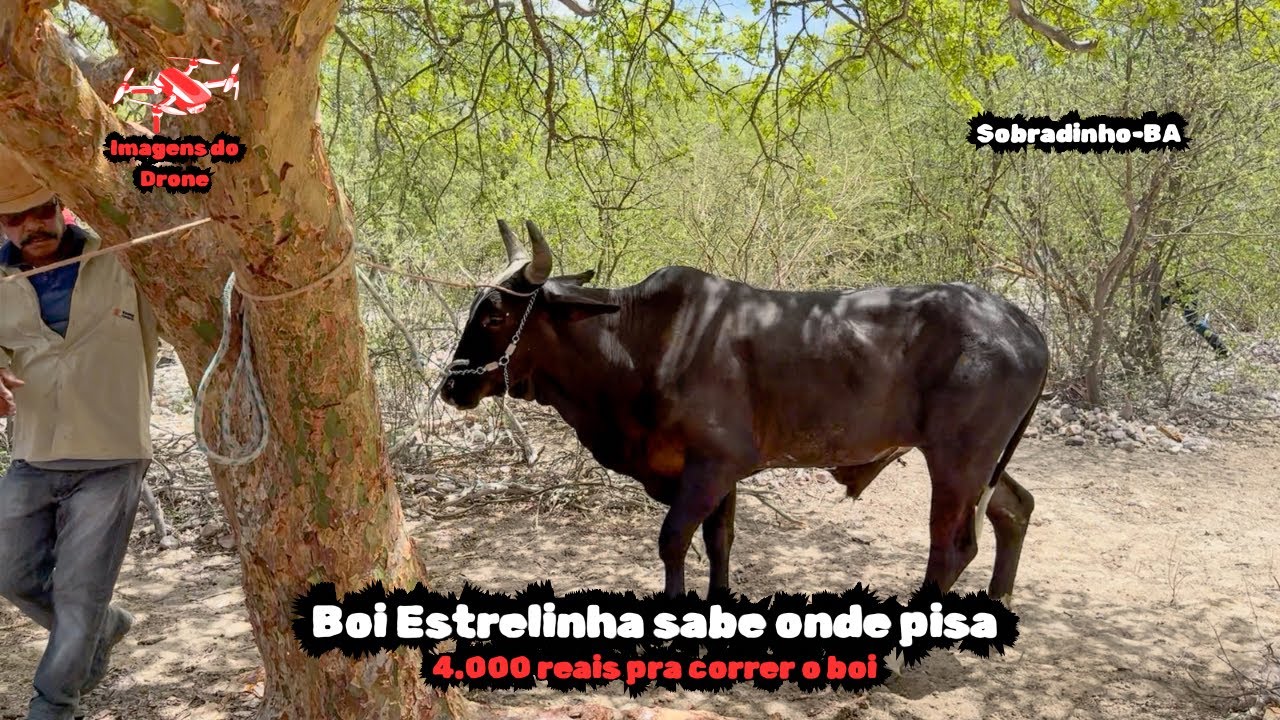 4ª Carreira do Boi Estrelinha - Sobradinho/BA