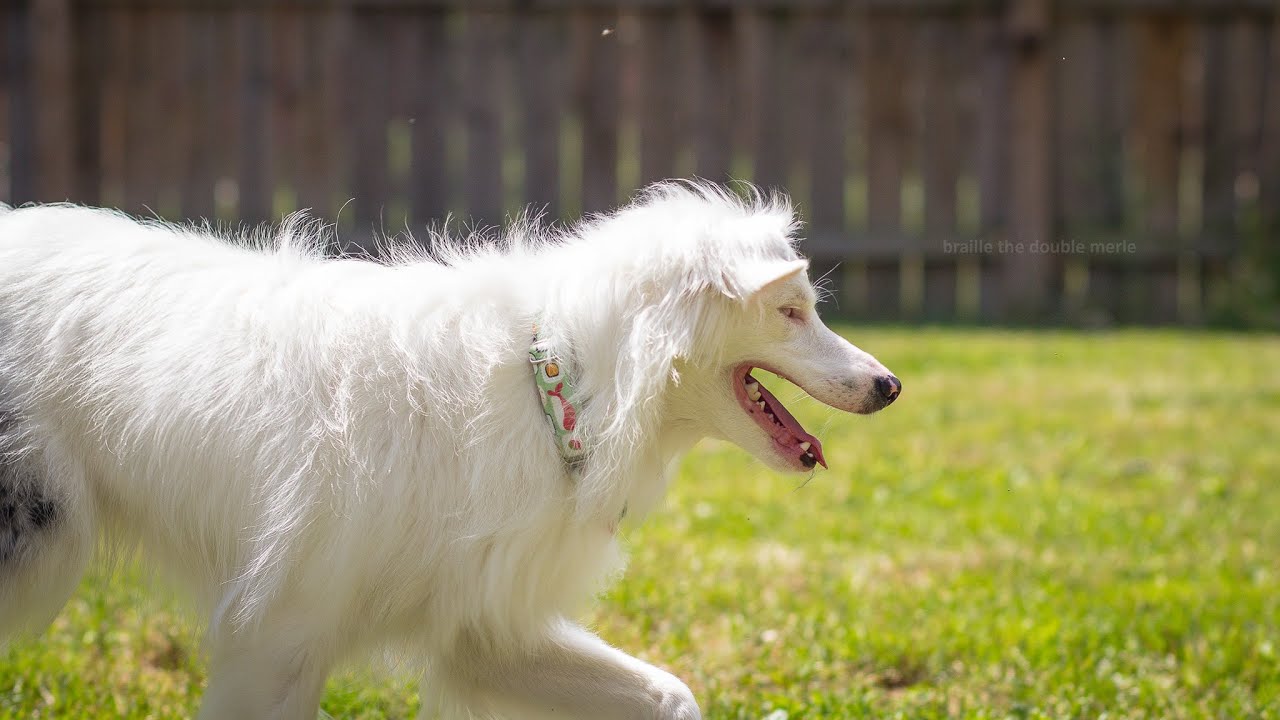 Deaf and Blind Dog Training - Recall With a Vibration Collar