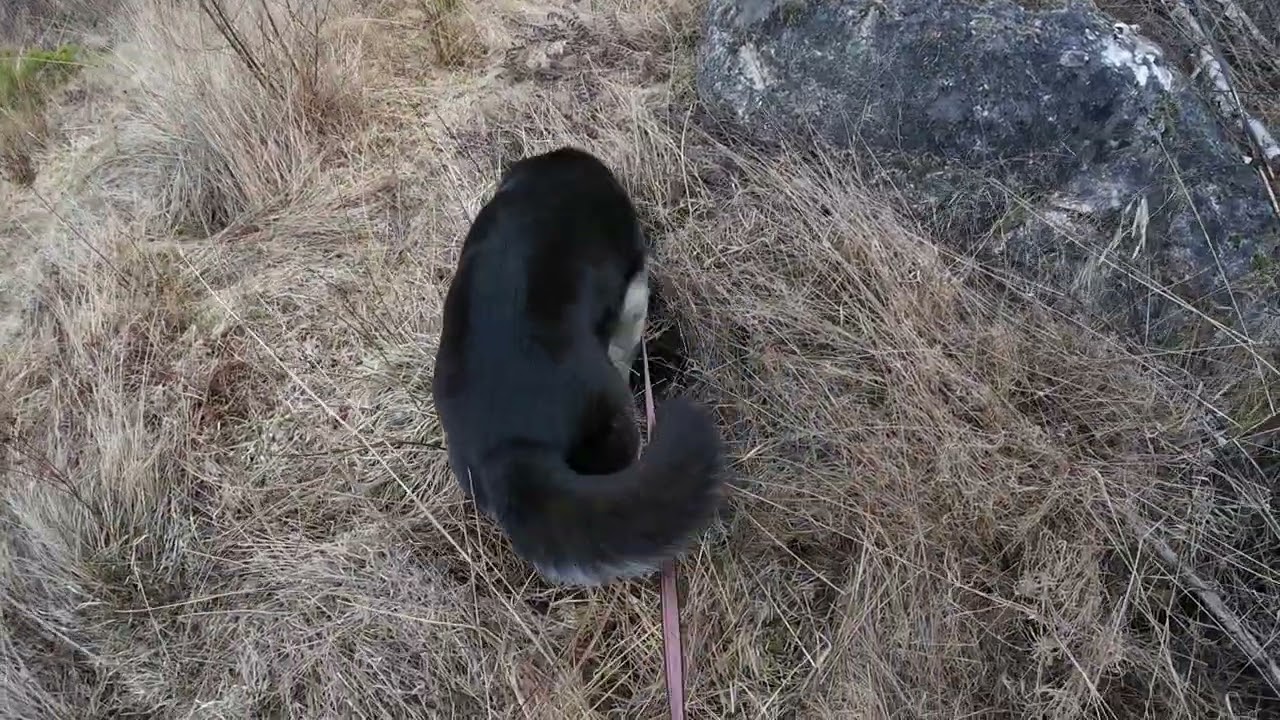 Another cozy walk hour, as a Dog Mom