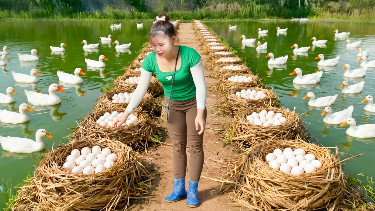 Harvest Super Egg Ducks Farm Lays Lots & Many Ducks Eggs, Go to Market Sell