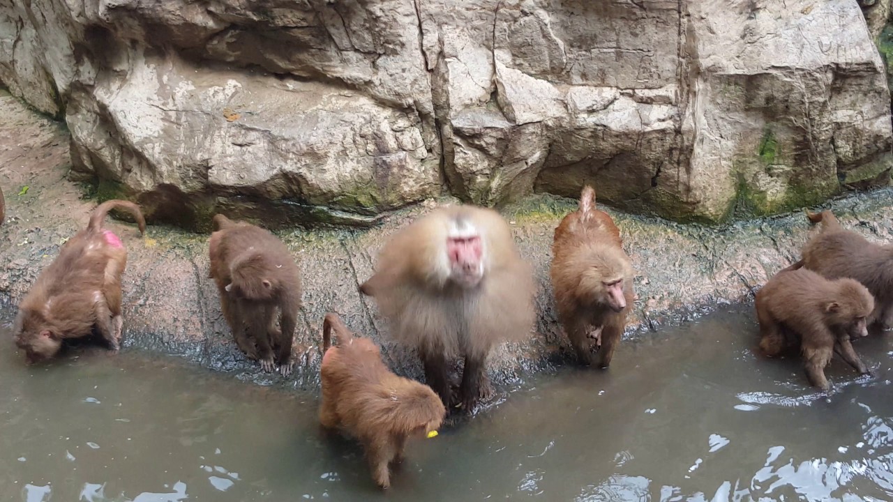 MONKEY KING BABOONS FIGHT ROUND 1