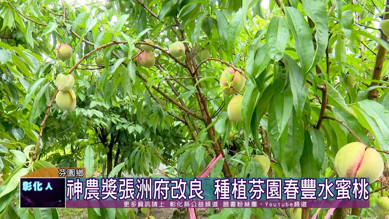 111-05-19 芬園最甜蜜滋味 春豐水蜜桃粉紅鮮嫩又多汁