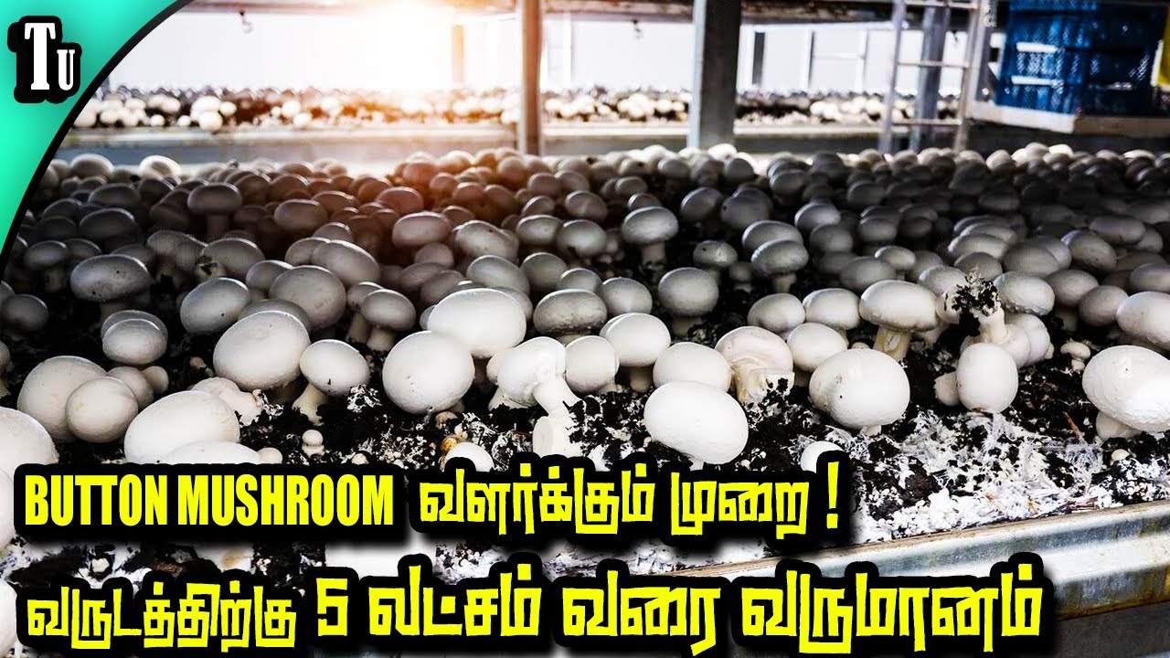 button mushroom வளர்ப்பில்  5 லட்சம் வரை லாபம் ! | mushroom farming