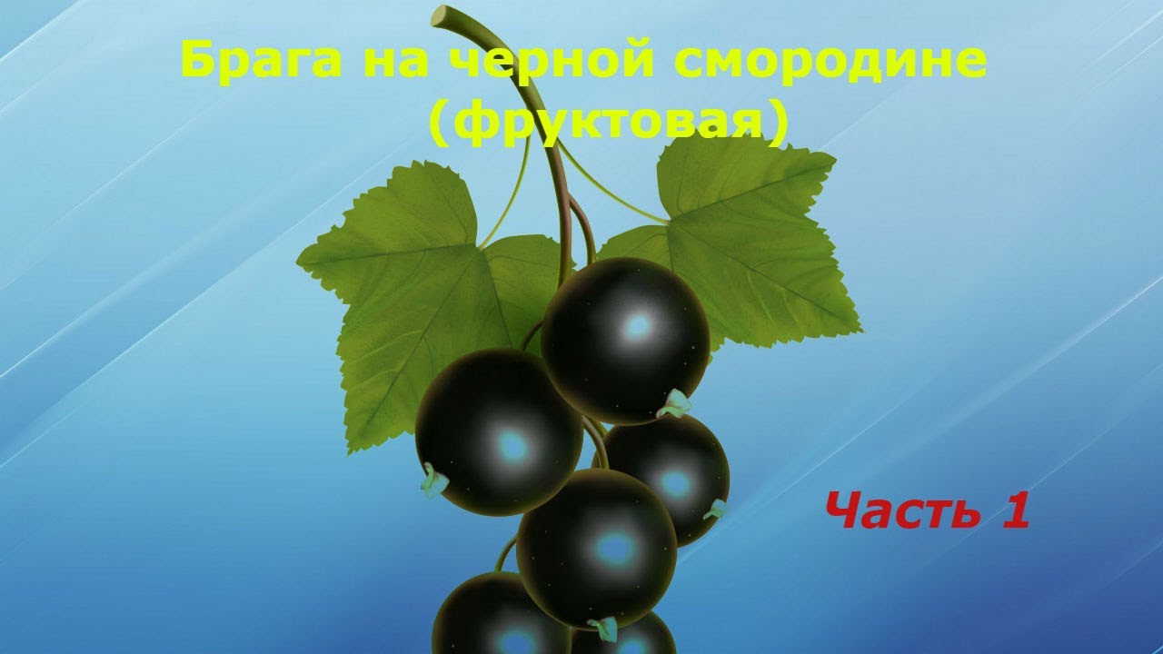 Брага на черной смородине (Часть 1)
