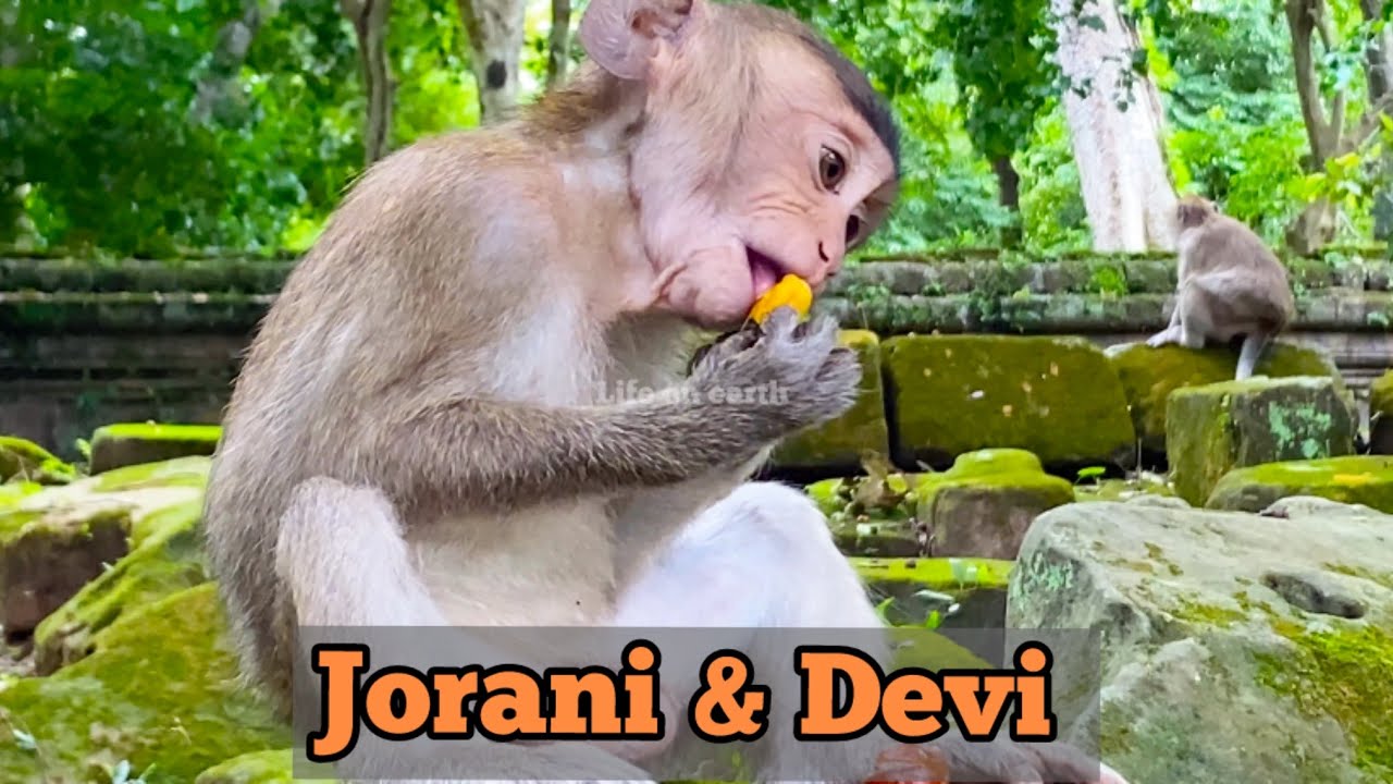 Devi and Jorani forages in a beautiful and peaceful place/ troop monkeys Amari.