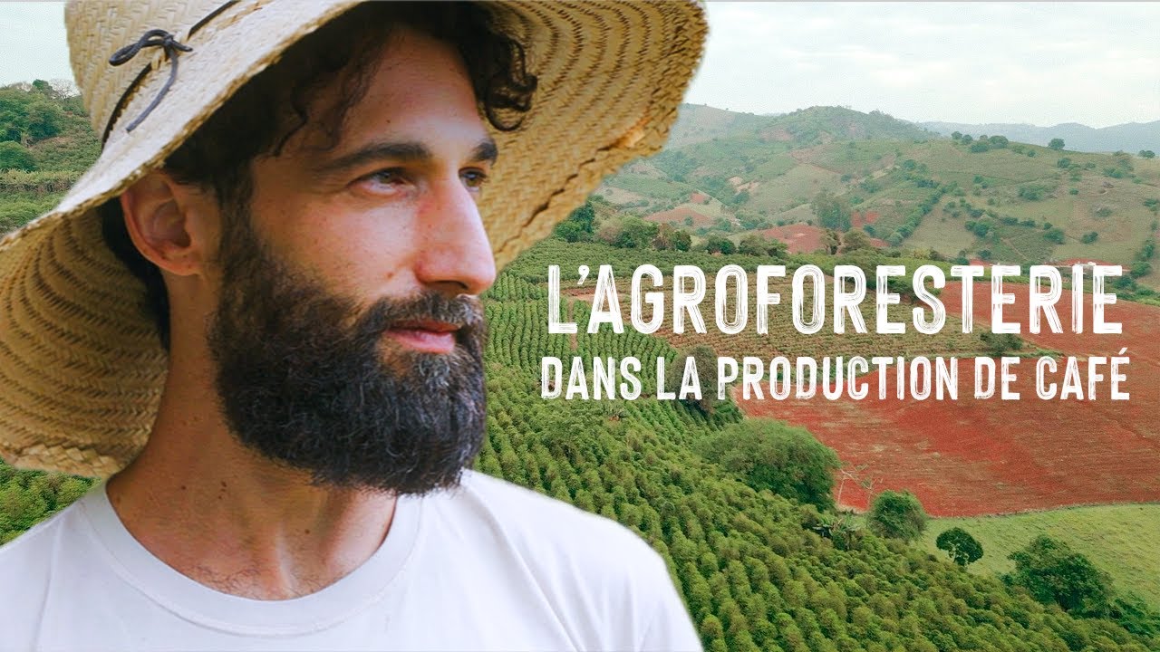 Biocoop favorise l’agroforesterie chez ses producteurs de café