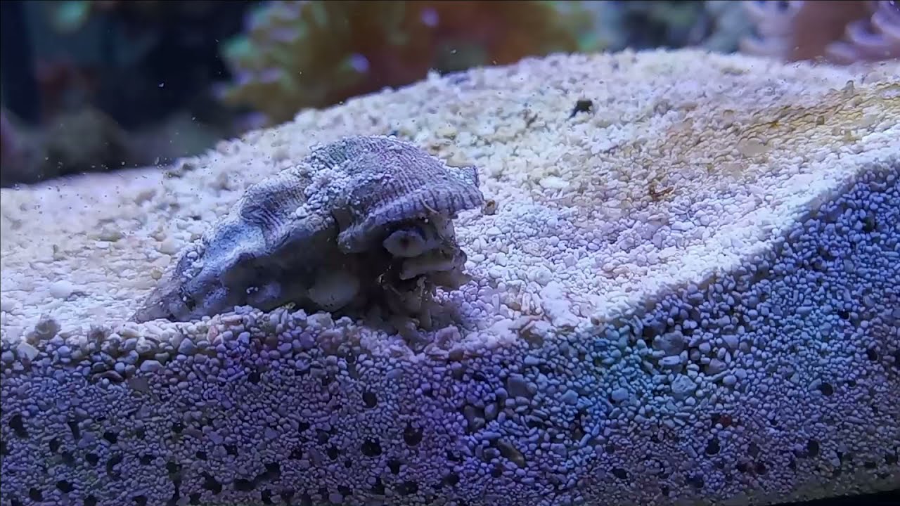 Cerith reef snail fact and care sheet