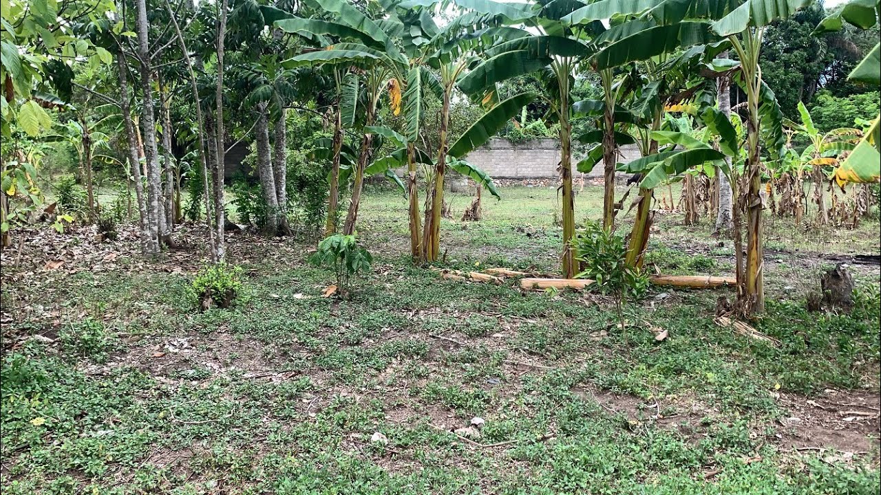 Cheap Fully Fenced Land for Sale + House in Lori | Haut-du-Cap | Cap-Haitien | 9.7 Acres #haiti