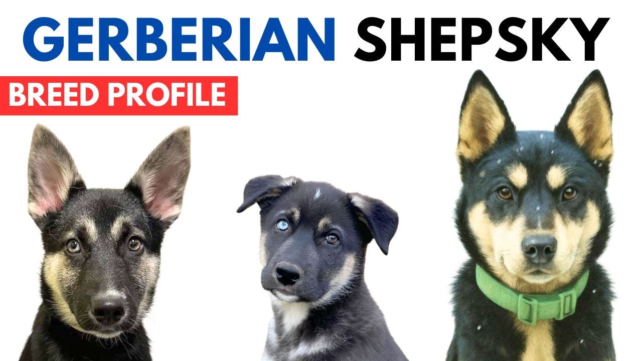Gerberian Shepsky Breed Profile History - Price - Traits - Gerberian Shepsky Grooming Needs Lifespan