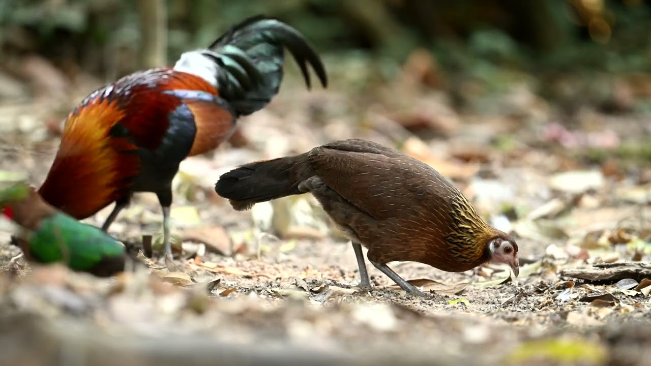 BIRD WATCHING CAMBODIA || Red Junglefowl មាន់ព្រៃ