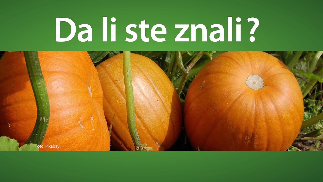 Svet baštovanstva ep. 30 28.10.2018. - Gajenje tikve, razlika između tikve i bundeve...