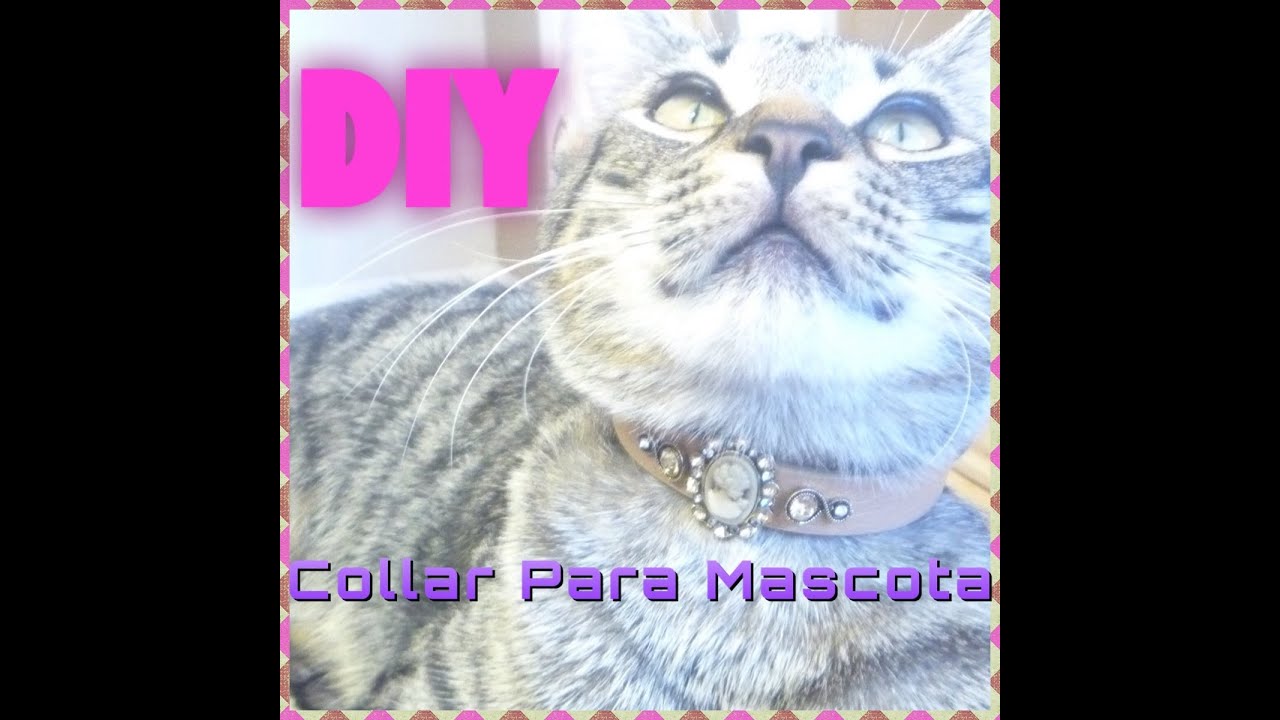 DIY Como Hacer un Collar para Tu Mascota
