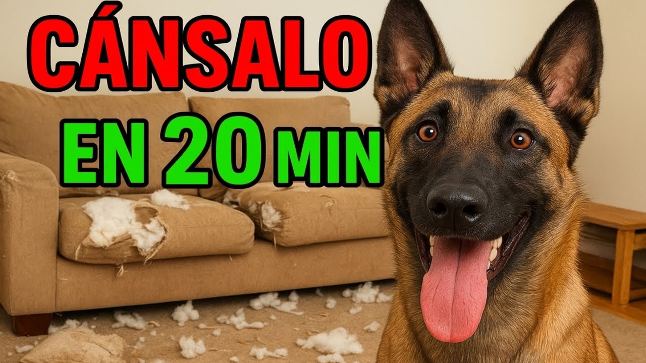 Cómo cansar a tu Malinois física y mentalmente (sin pasar horas afuera)