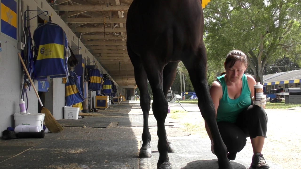 Tack to Track presented by Jacks - How to paint Legs, knees and hocks