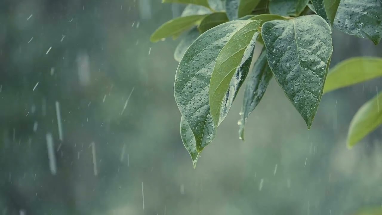 Relaxing Rain on Green Leaves Ambience | Real Nature Sounds for Sleep, Stress Relief & Focus