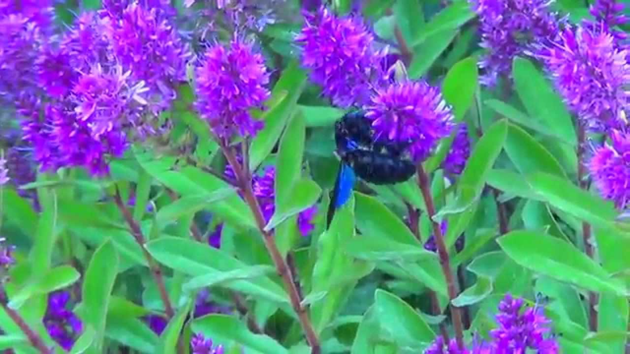 A Big Blue Insect on a Violet Flower near the Sea
