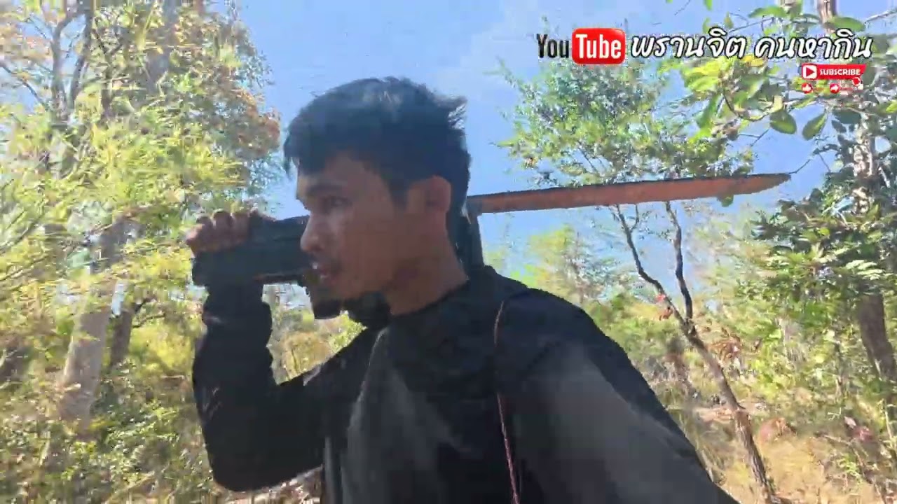 ออกปาดไม้ขางเฮือนกับพรานต้อม//พรานจิต คนหากิน//