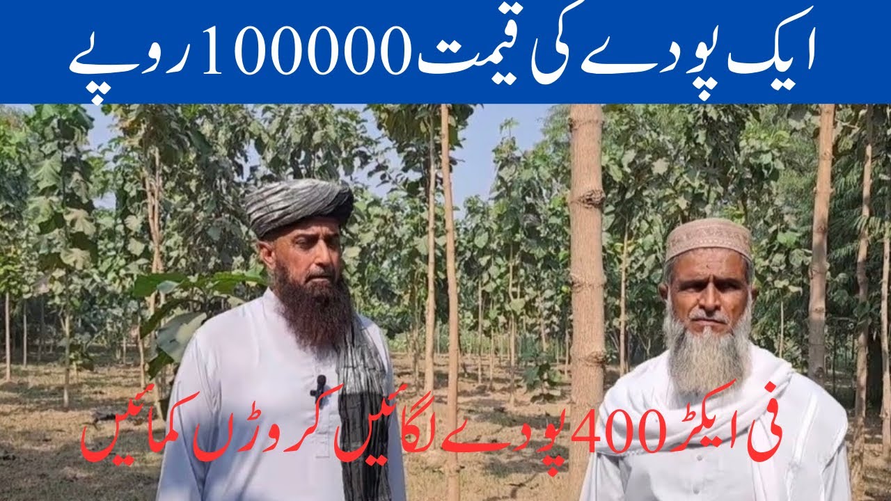 Sagwan tree farming  _teak tree farming _sagwan ki kasht |best plant farming in Punjab Pakistan