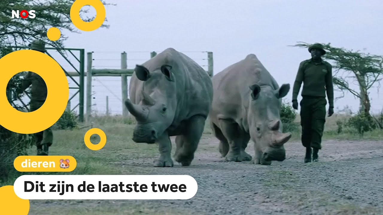 Sterft de superzeldzame witte neushoorn toch niet uit?
