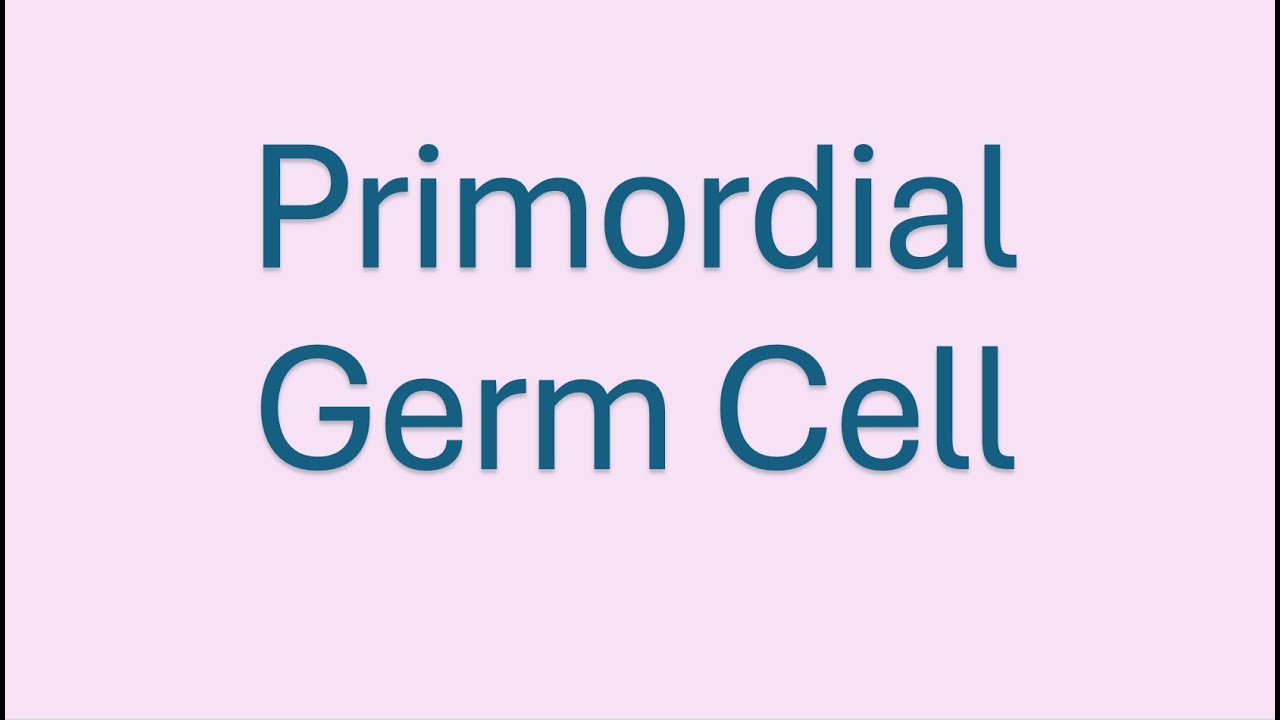 Human Embryology :: Primordial Germ Cell