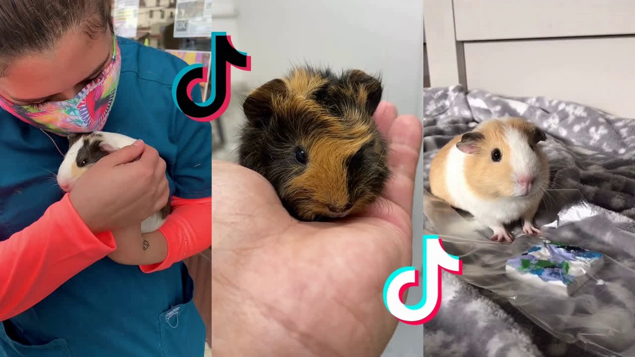 Cute Guinea Pigs - Tiktok Compilation #16