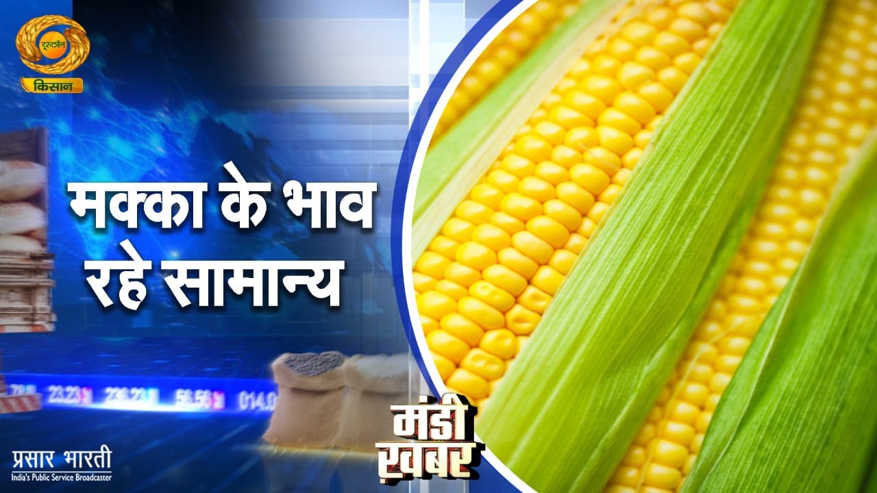 Mandi Khabar | मंडी खबर: मक्के के भाव रहे सामान्य | DD Kisan | January 27, 2026