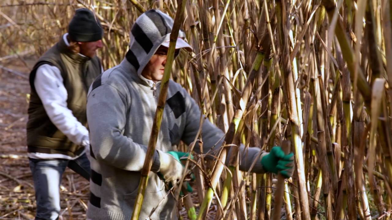 Craftsmanship for the 21st Century: Harvesting the Reed Cane