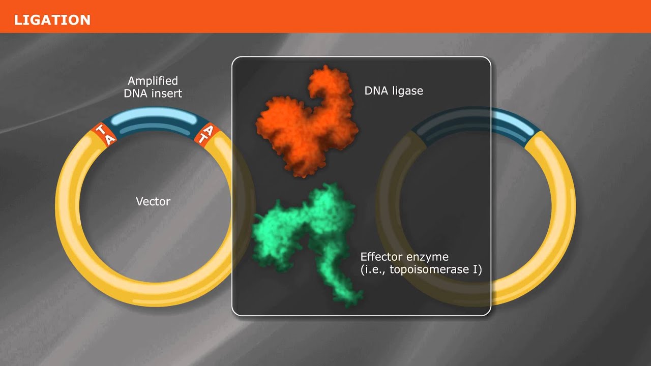 Overview of PCR Cloning