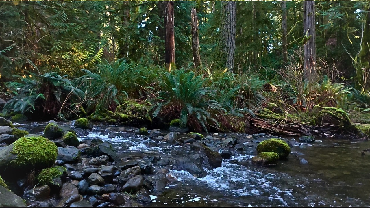 Forest River Nature Sounds – 2 Hours Steady Forest Water Sounds
