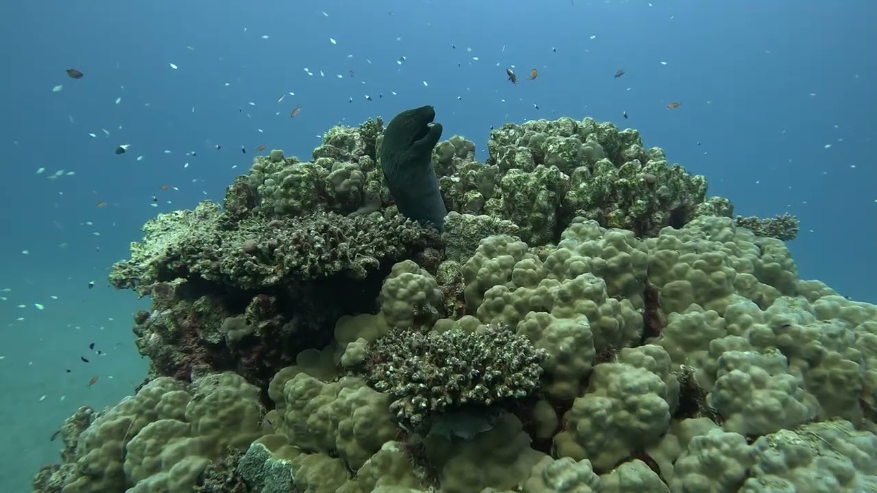 Tauchen in der Brayka Bay im Novemder 2025 Teil 2