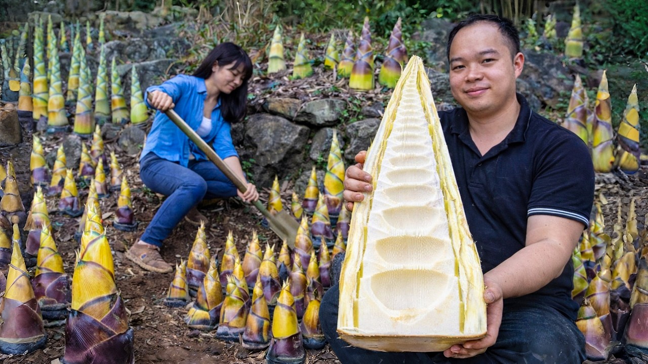 Harvested 500 kg of bamboo shoots, processed them into dried bamboo shoots to sell at the market