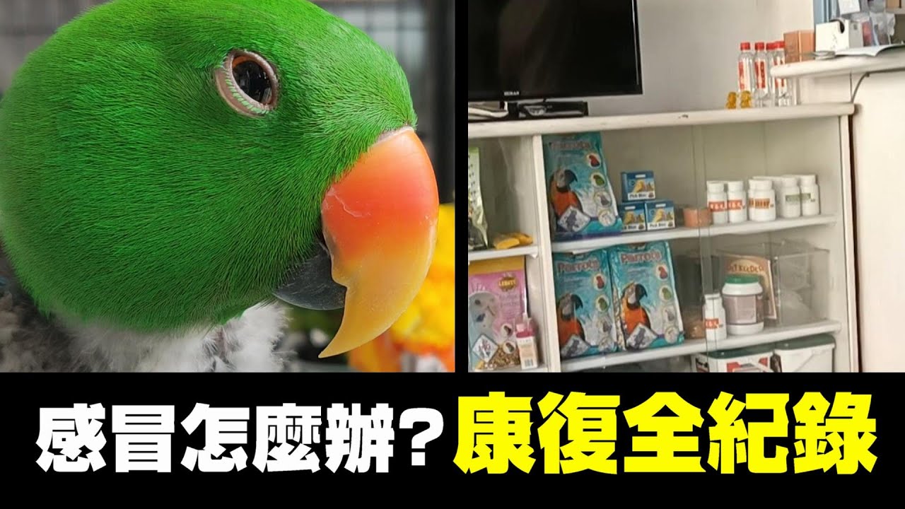 鸚鵡感冒怎麼辦?折衷感冒康復全紀錄!一切比我想的順利 | 精鵡瘋雲