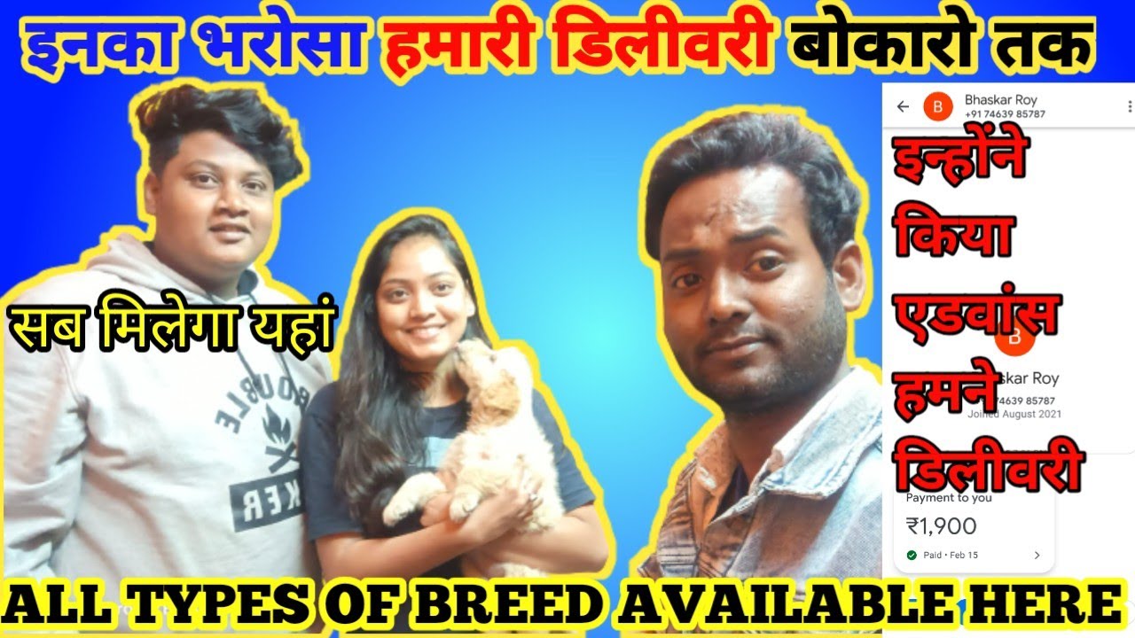 Dog delivered Patna to Bokaro | online dog delivery Patna | online dog seller