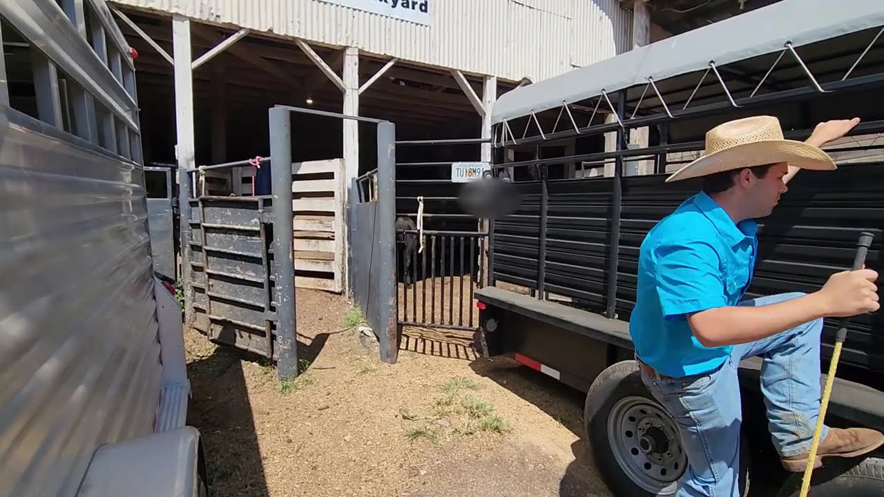 Hauling to the Stockyards!